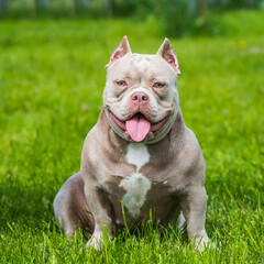 A pocket American Bully puppy dog sitting on green grass