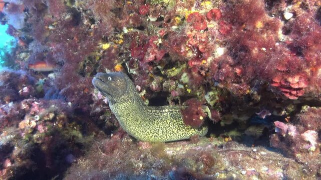 Underwater wildlife - Mediterranean moray eel 
