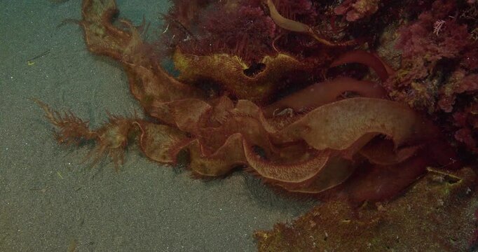 Red algae Gigartina sp flowing in surge.
