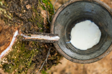 Rubber tapping process with latex dripping from a rubber tree into the cup, showcasing traditional...