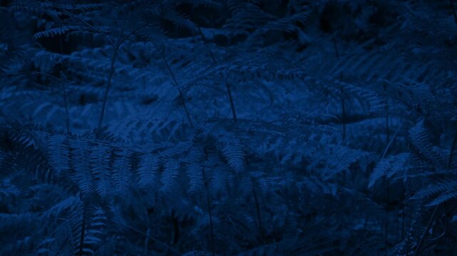 Person Runs Through The Forest At Night 3 Shots
