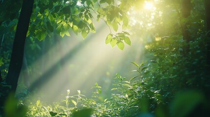 Sunlight Filtering Through Lush Green Foliage in a Forest