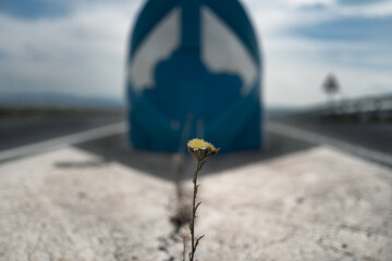 Obraz premium .dandelion on street with a blue street sighn