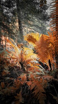 autumn in the forest