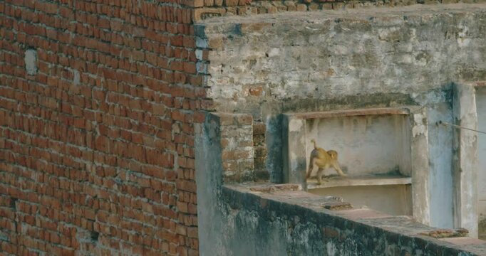 Baby Monkey Bonnet Macaque - Macaca Radiata Or Zati fast running on roof. Baby Bonnet Macaqueite. India