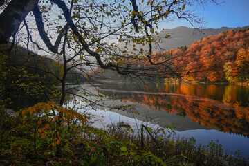 Autumn forest with reflection on Biogradsko lake in Montenegro