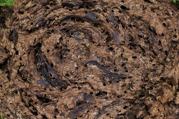 close up of fresh manure 