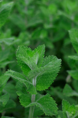 fresh mint leaves with close up in the garden