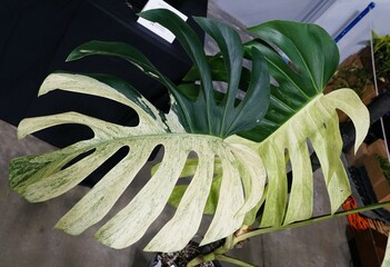 Stunning dark green and lime green variegation of Monstera Deliciosa Mint
