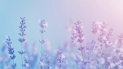 Naklejka premium Soft pastel gradient background from lavender to light blue, creating a calm and elegant atmosphere for cosmetics.