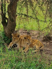 lion cubs