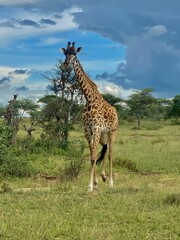 giraffe in the wild