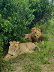 lion and lioness
