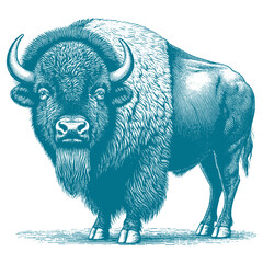 bison vector illustration