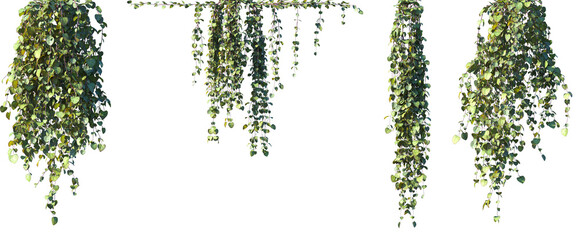 Set of frontal Ceropegia collaricorona isolated png on a transparent background perfectly cutout high resolution