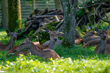 Wildruheplatz in einer blühenden Waldlichtung