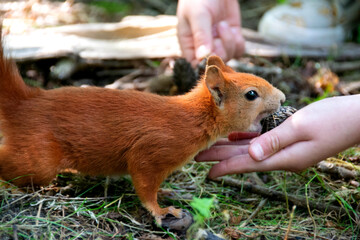 a red squirrel in a clearing takes a nut from a hand.