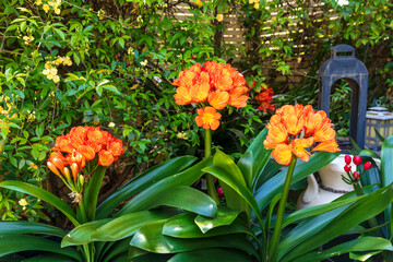 Photograph of a bright orange Clivia flower in full bloom in a residential garden in the Blue Mountains in New South Wales, Australia.