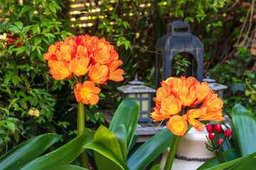 Photograph of a bright orange Clivia flower in full bloom in a residential garden in the Blue Mountains in New South Wales, Australia.
