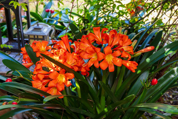 Photograph of a bright orange Clivia flower in full bloom in a residential garden in the Blue...