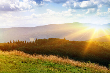 Obraz premium Green forest natural landscape on the mountain in summer.
