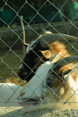 Two goats in profile and a destiny