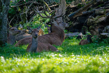 Hirsche entspannen in einer blühenden Waldlichtung