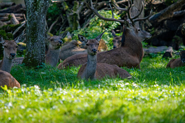 Ruheplatz des Rudels in der Auenlandschaft