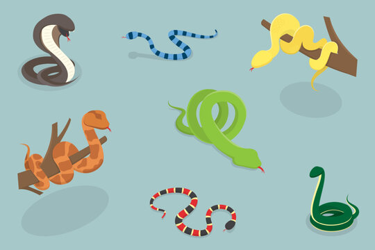 3D Isometric Flat Vector Illustration of Colorful Poisonous Snakes, Vivid Toxic Serpents