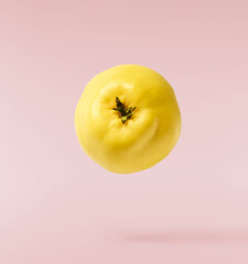 Fresh ripe yellow Quince fruit  falling in the air isolated on pink background. Food levitation or zero gravity conception
