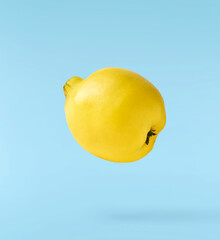 Fresh ripe yellow Quince fruit  falling in the air isolated on blue background. Food levitation or...