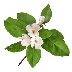 Fresh ripe yellow Quince Flower falling in the air isolated on white background. Food levitation or...