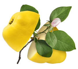 Fresh ripe yellow Quince fruit  falling in the air isolated on white background. Food levitation or...