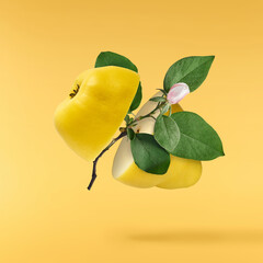 Fresh ripe yellow Quince fruit  falling in the air isolated on yellow background. Food levitation...