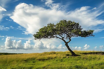 Obraz premium Single tree on a green meadow with blue sky and white clouds