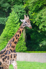 portrait of a giraffe head with big years and a funny look