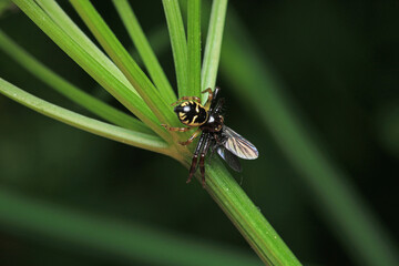 xysticus kochi spider macro photo