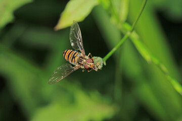natural eupeodes flower fly photo