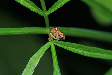 glassy winged sharpshooter insect macro photography