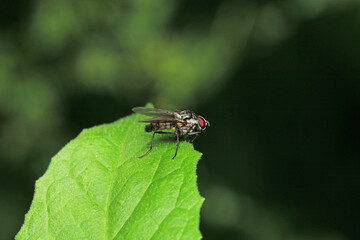 macro photo of housefly facing back