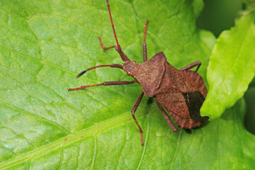 Halyomorpha Halys insect macro photo