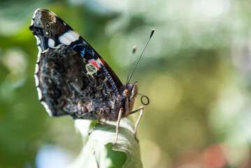 butterfly on a leaf in the garden in summer. macro