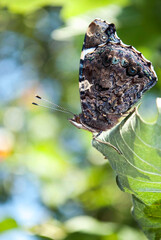 butterfly on a leaf in the garden in summer. macro