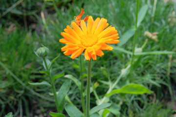 Calendula officinalis in gardening. Blooming daisy. Pharmacy chamomile is blooming. Cottage garden.