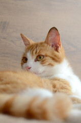 Felis silvestris forma catus, Domestic-cat, red-white, lying