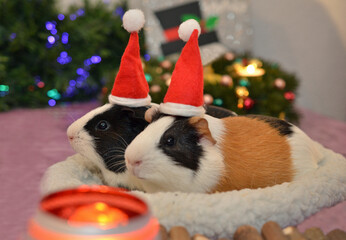 Zwei Meerschweinchen in einem Nest mit kleinen Weihnachtsmützen mit einer Kerze im Vordergrund und...
