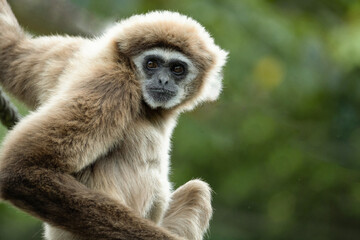 lar gibbon white-handed gibbon, an endangered primate in the gibbon family