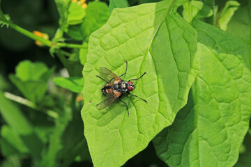 macro photo of housefly facing back