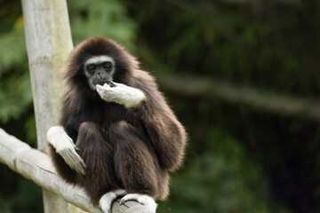 lar gibbon white-handed gibbon, an endangered primate in the gibbon family