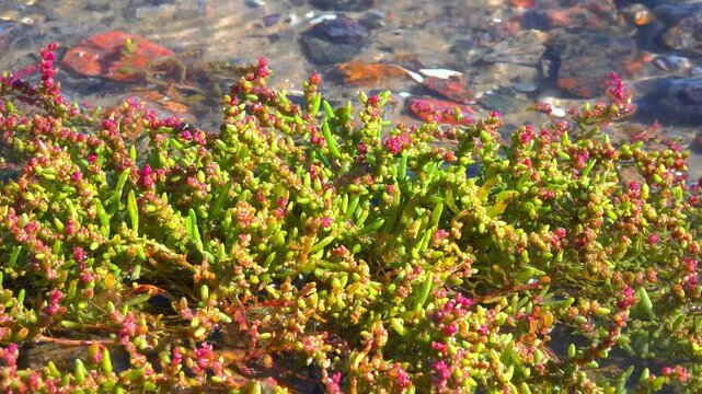 Black Sea, salt-tolerant succulent plant Salicornia grows on the water's edge and is periodically flooded with salt water